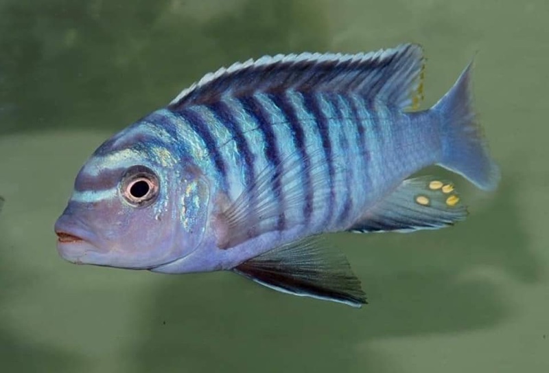 Maylandia phaeos 'Hai Reef'